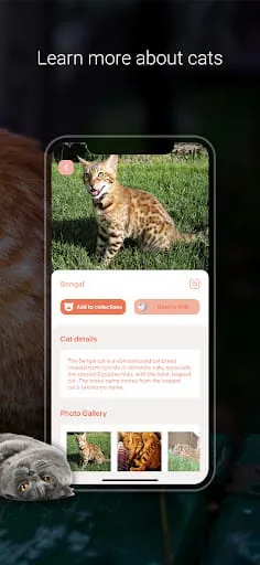 Cat Identifier - Cat Scanner