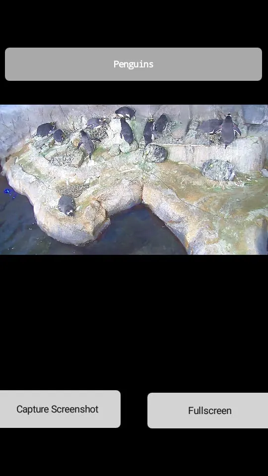 Animal Live Cams