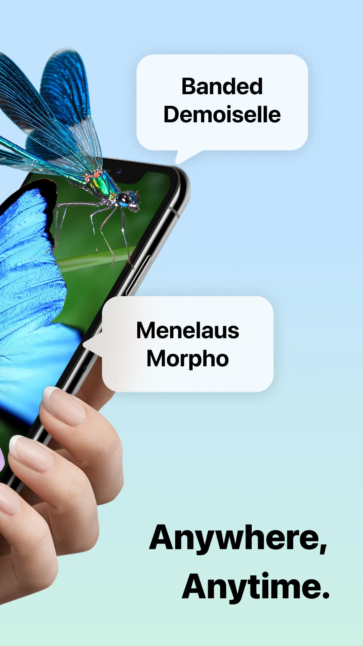 Picture Insect: Bug Identifier