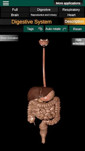 Internal Organs in 3D Anatomy