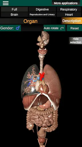 Internal Organs in 3D Anatomy