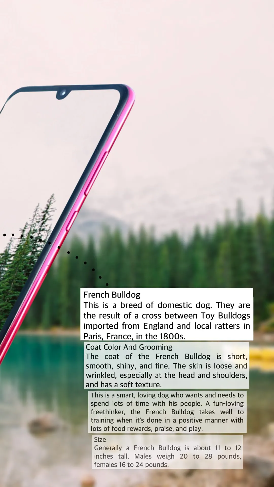 Dog breeds - Smart Identifier