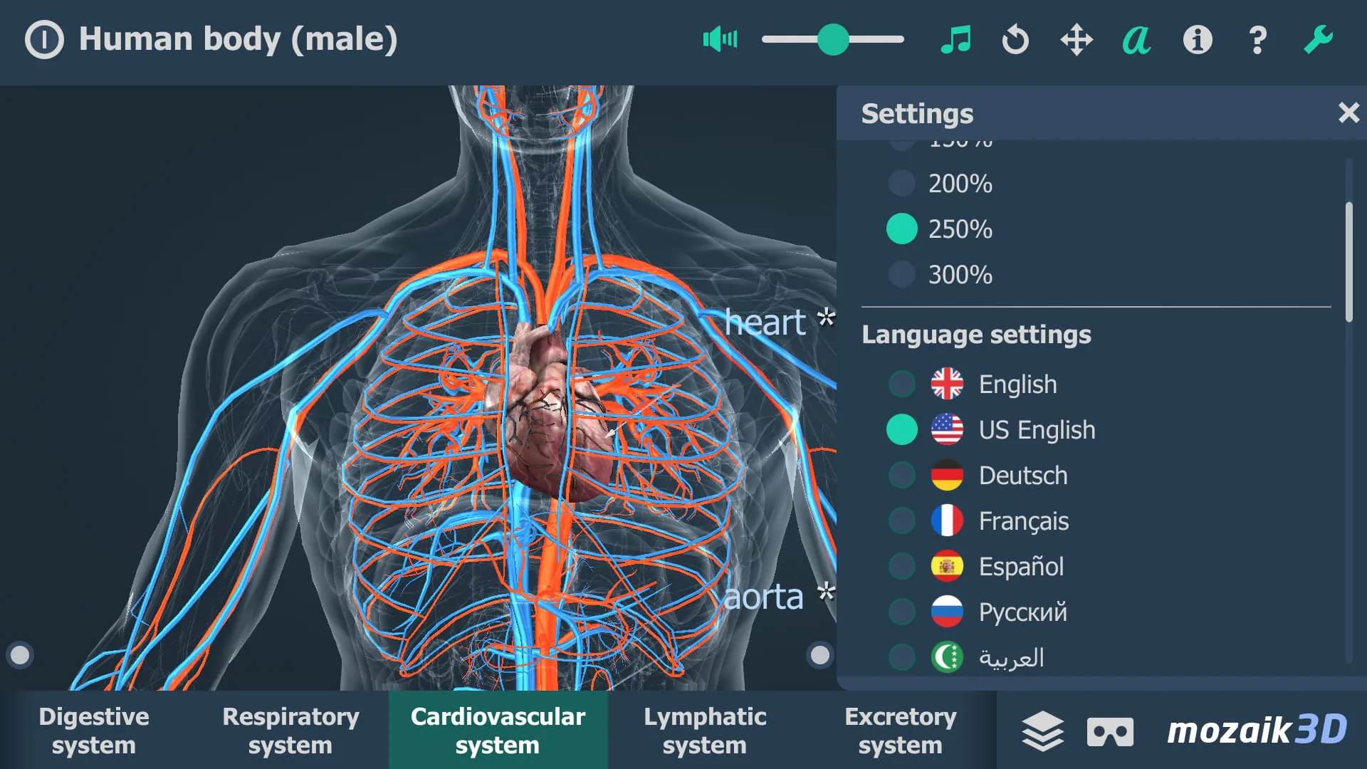 Human body (male) 3D scene