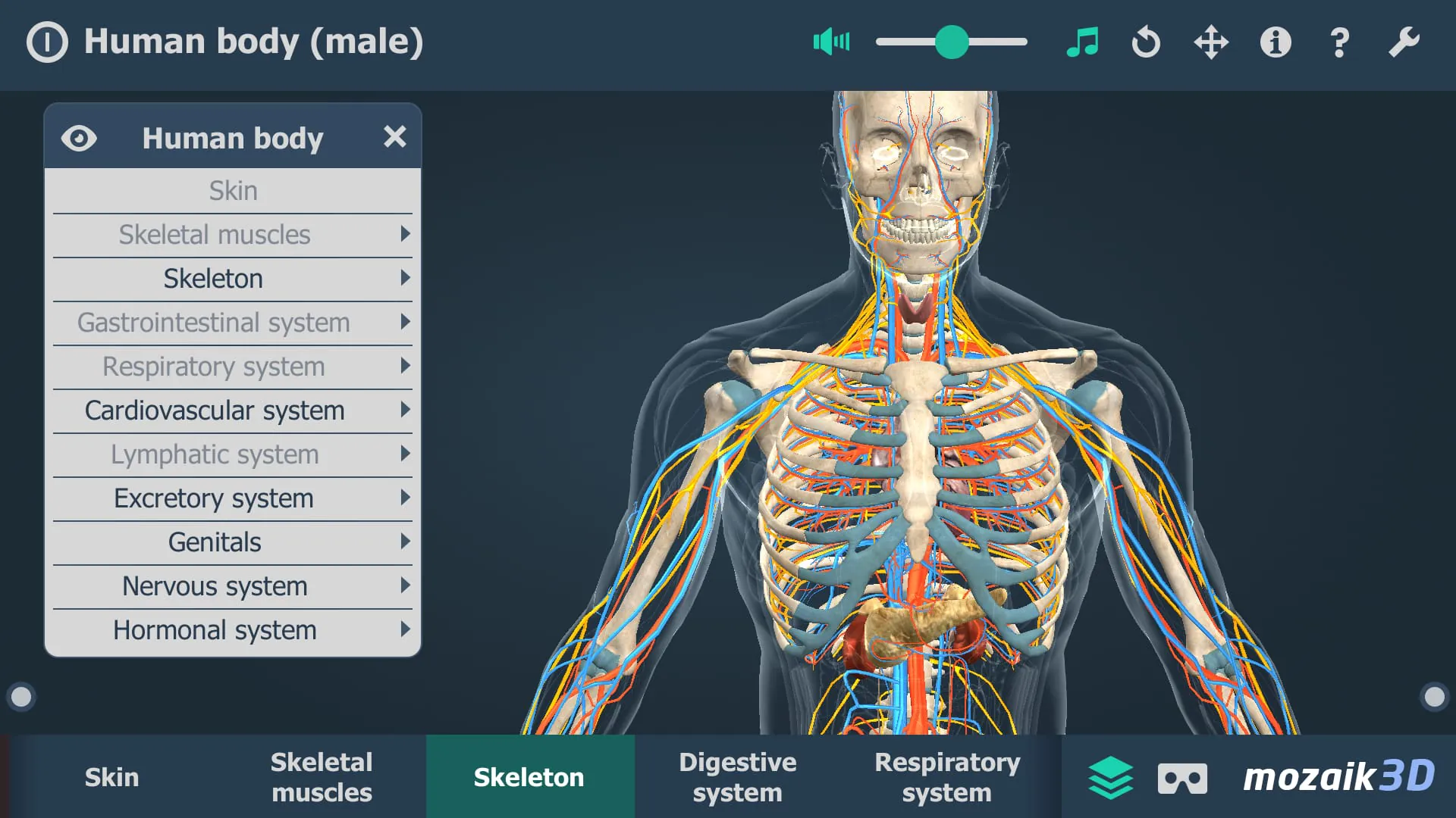Human body (male) 3D scene