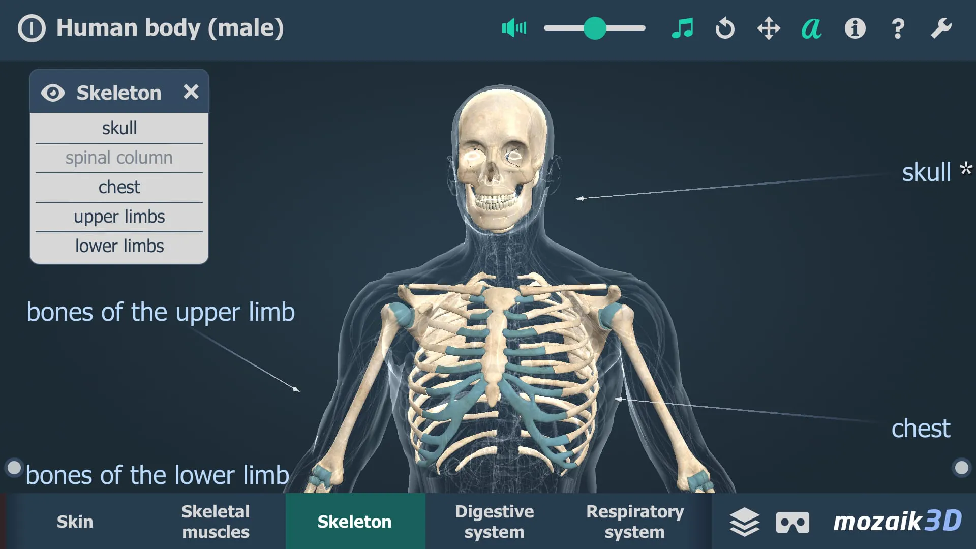 Human body (male) 3D scene