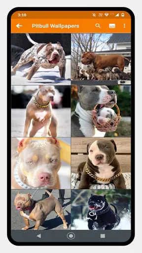 Pitbull Dog Wallpaper