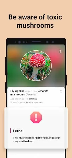 Picture Mushroom - Mushroom ID