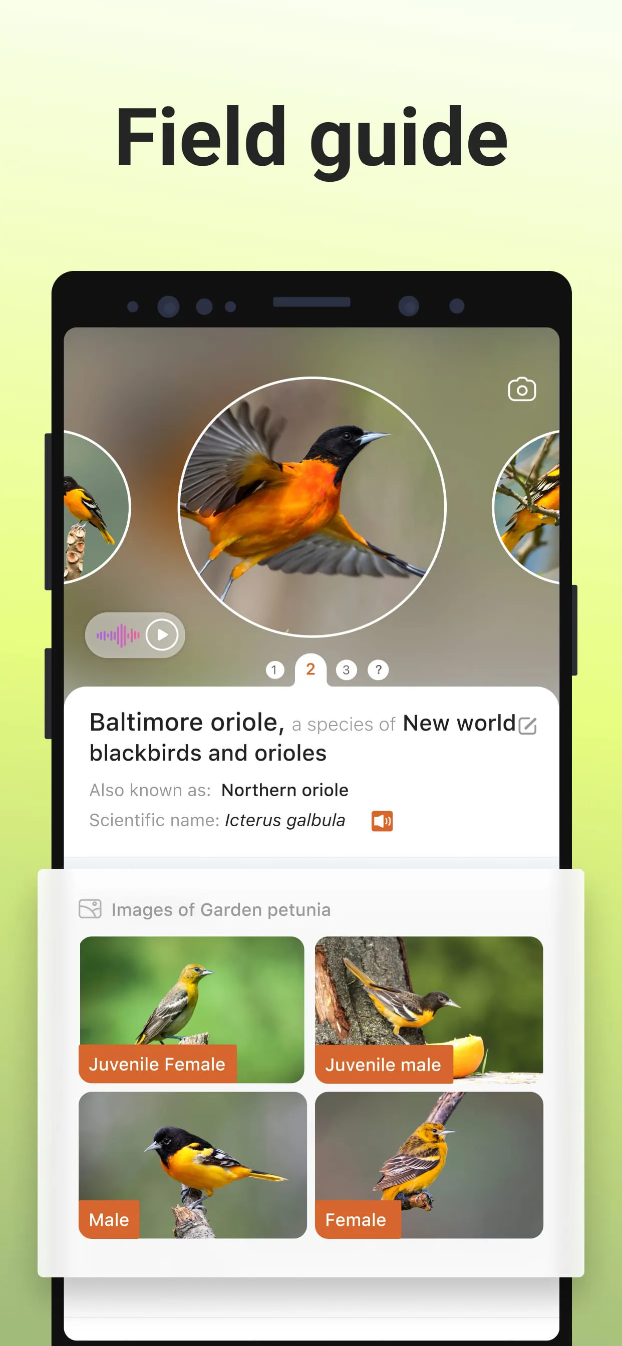 Picture Bird - Bird Identifier