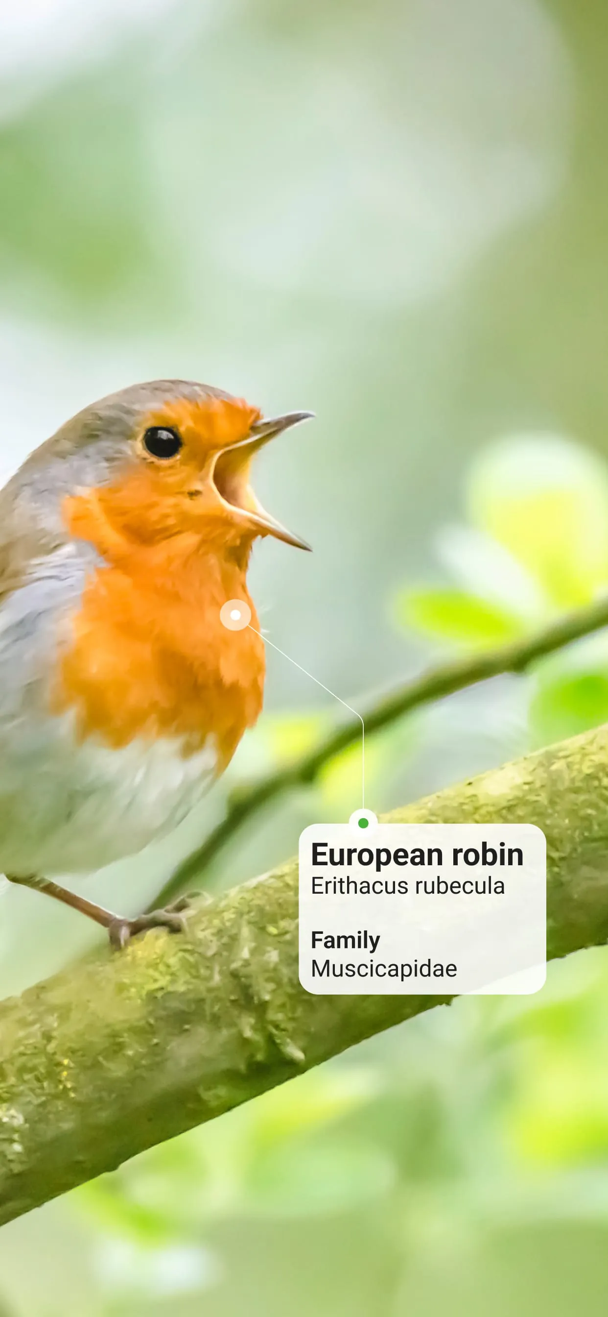 Picture Bird - Bird Identifier