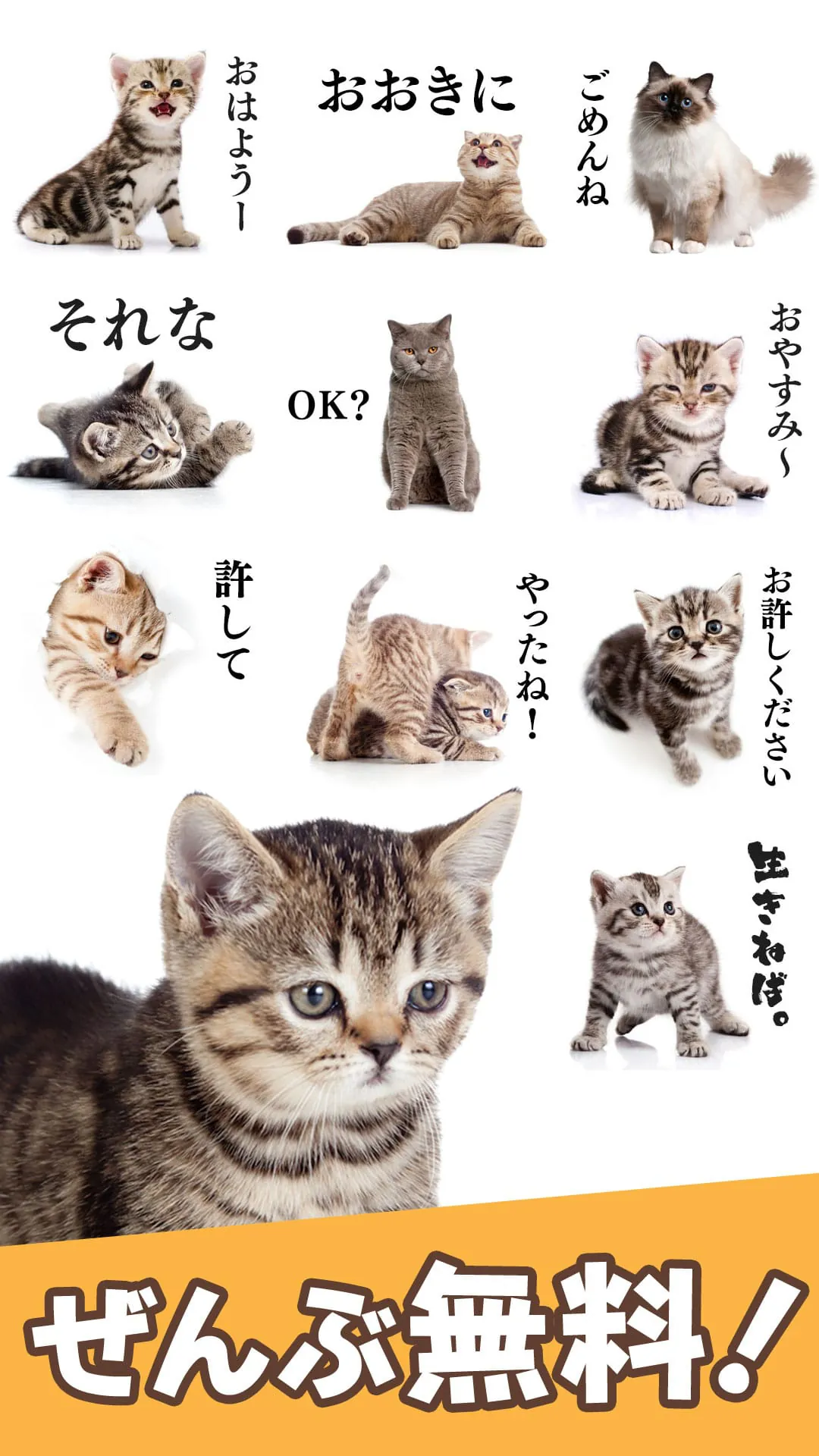 Cat Stickers