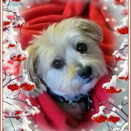 Nicholas & Francesca