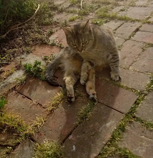 Violet Westmerland-Drysdale