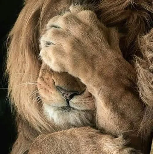 Rosemarie Rizzo (SpeedyCat)