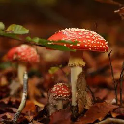 Saphibakor Mawlong (Saph)