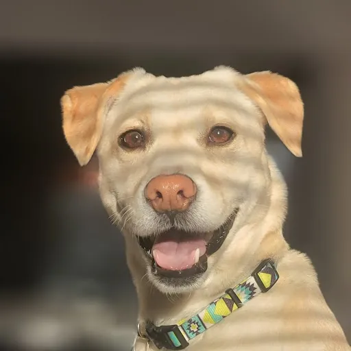 Crazy Goat Lady11.24