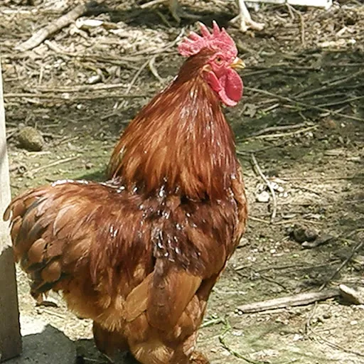 Cheri Patterson Cottam