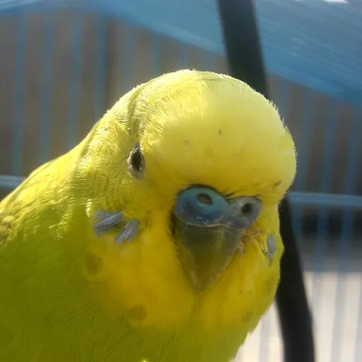 Mungo the budgie