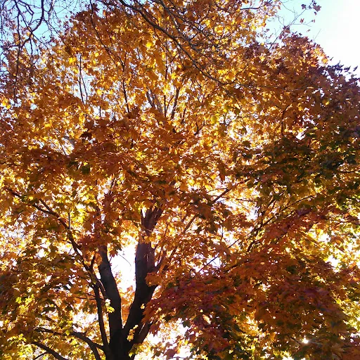 Alexavier O (A.O.C.)