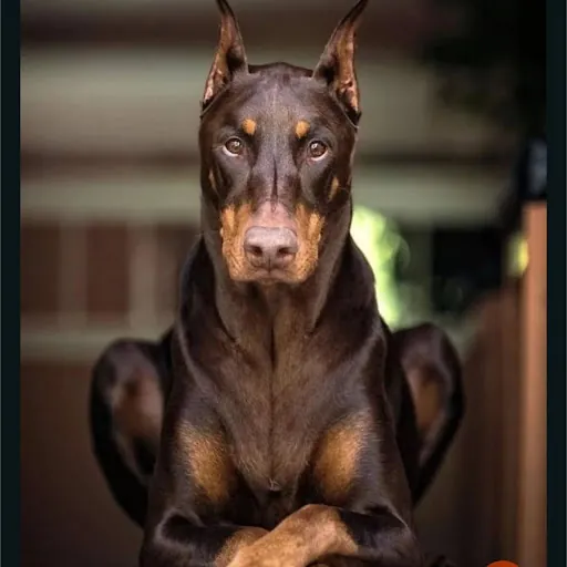 Tina “DirtyRed Baztard1” Smith