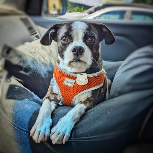 Bri “the dog” Guy