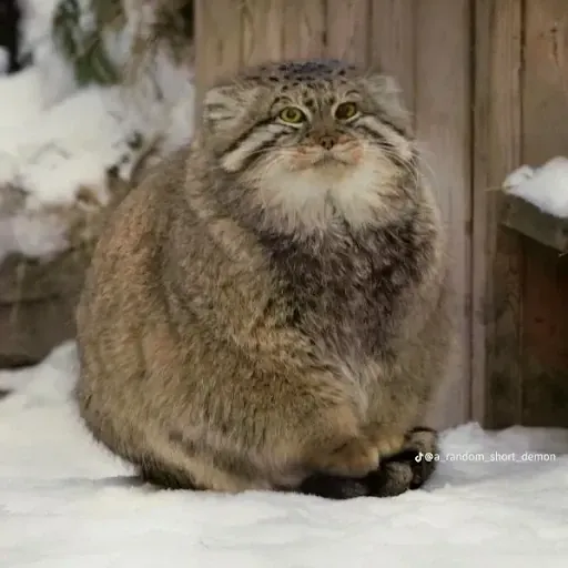 FireFoxGirl 2005 (Niko)