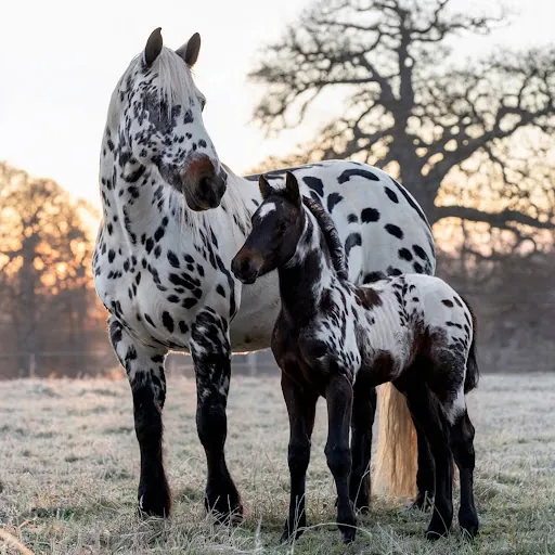 Winged Hawk K Appaloosa