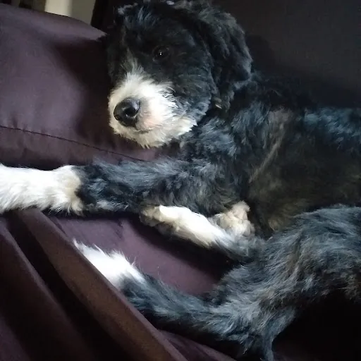 chloe samantha dompor