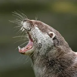 Nylak Otter