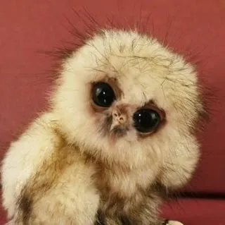 Sue BeDoo888 (Suebedoo888)