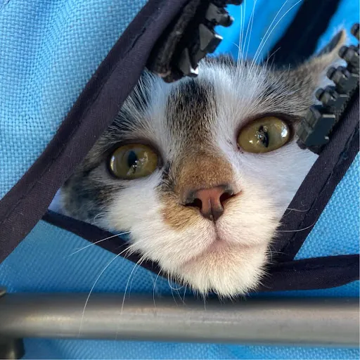 Cheyenne Delagardelle