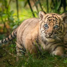 Not So Humble Opinions