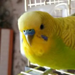 Sergei Savchenko (SDS)