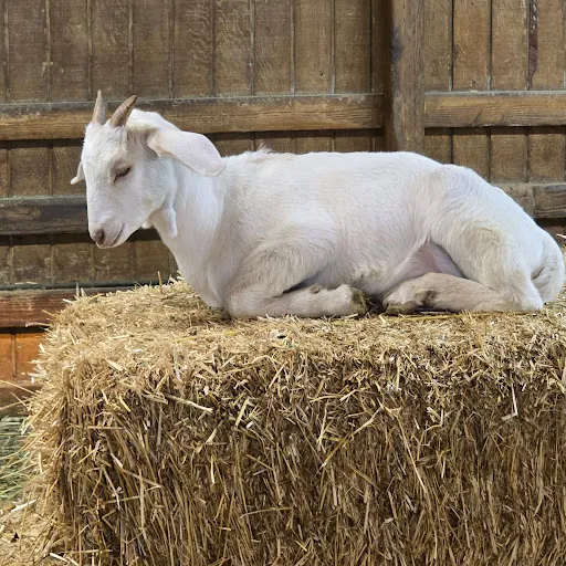 christopher charlton