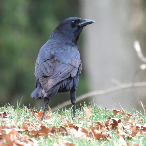 Corvus