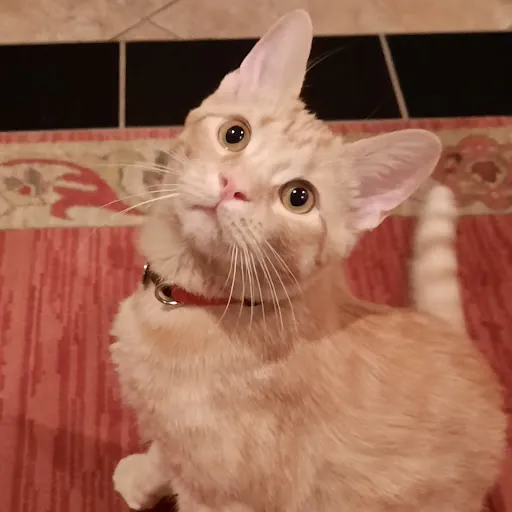 Michael D McLaughlin