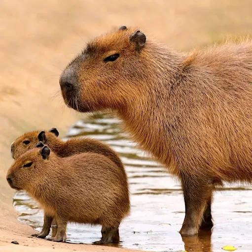 Concerned Capybara