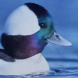 BUFFLEHEAD DUCK POG