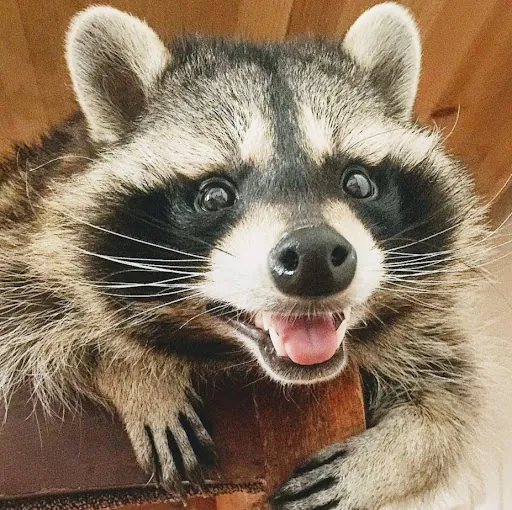 Wizzley Raccoon