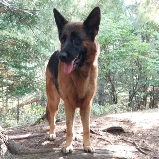 PurpleGermanShepherd13