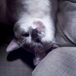 Nathanael Della Ventura