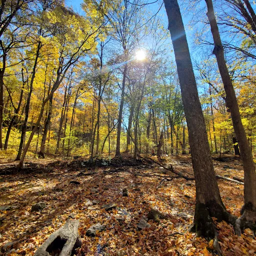 Christine Telljohann