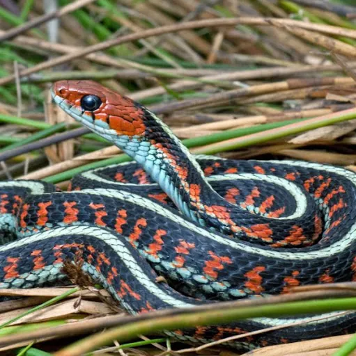 YummyBuddhaHead (YummyBuddhaHead)