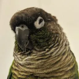 Mai Ly “Jade” Nguyen