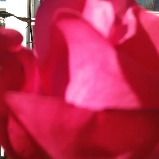 Regina Lawrence-Adams