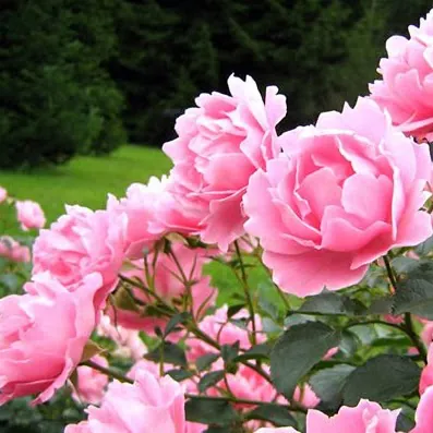 Ravikumar chinnathambi