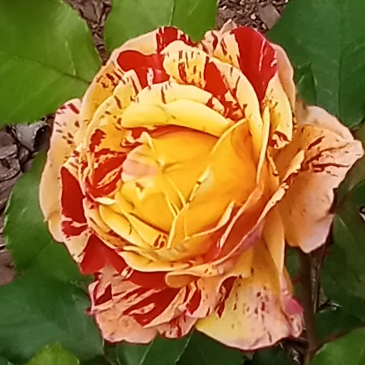 Denise “dkdante”