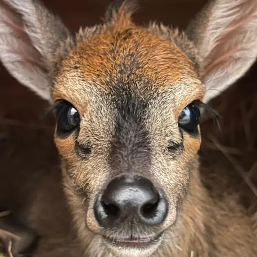 Jacqueline La Grange