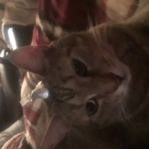 Noice it a shadow kitty UwU. wait- what-