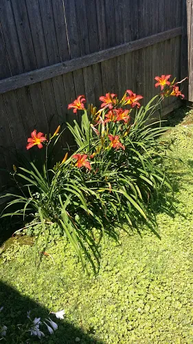 Larry Brown-Williams