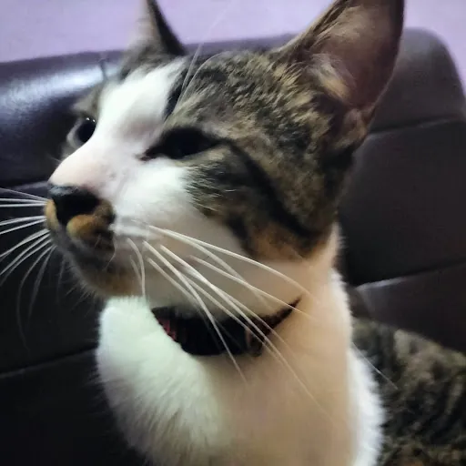 Syamsuddhuha Abdullah